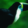 Toucan d'Amazonie